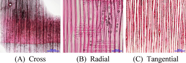 wood-46-1-1_F2