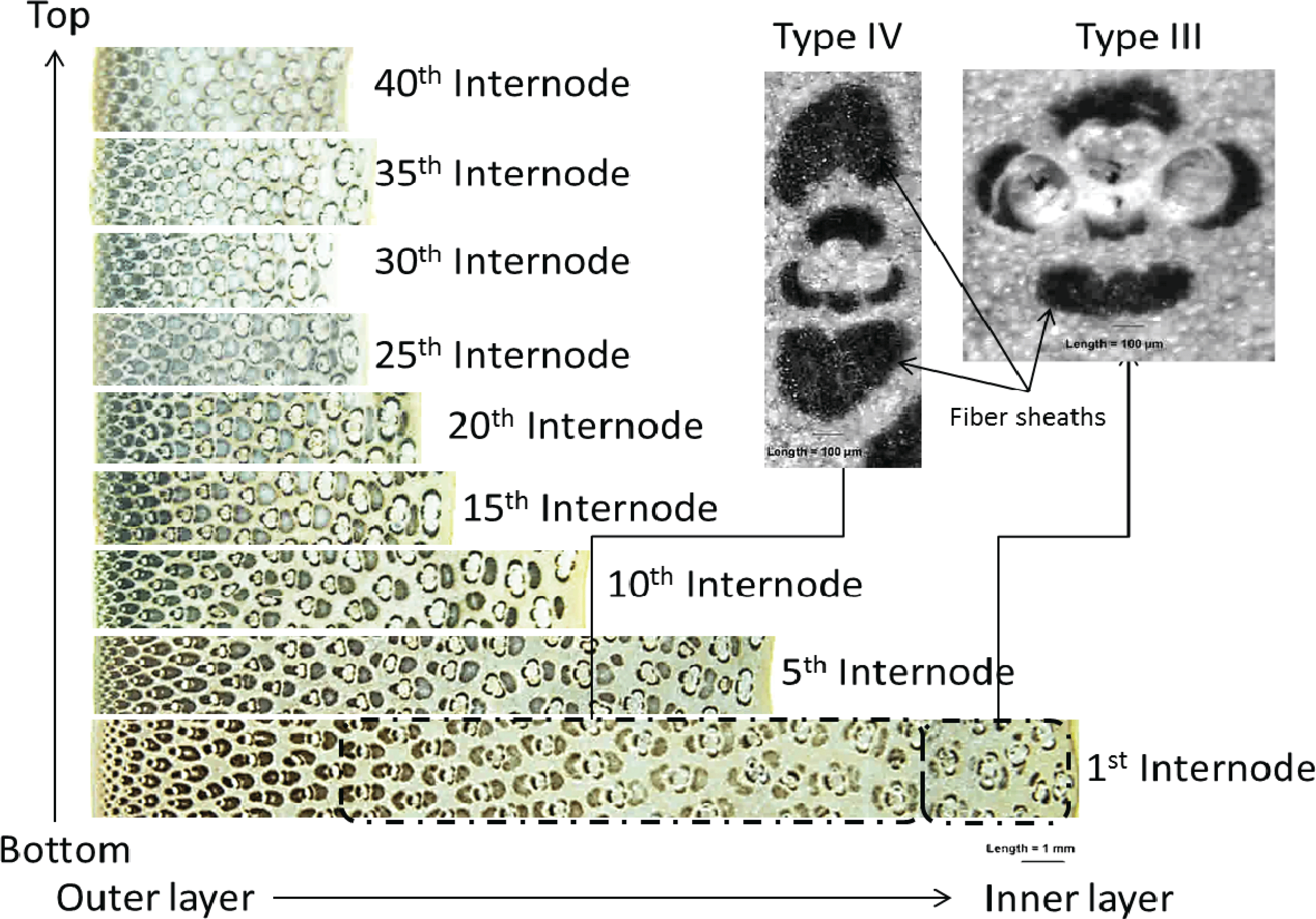 Bamboo  The Wood Database (Monocot)