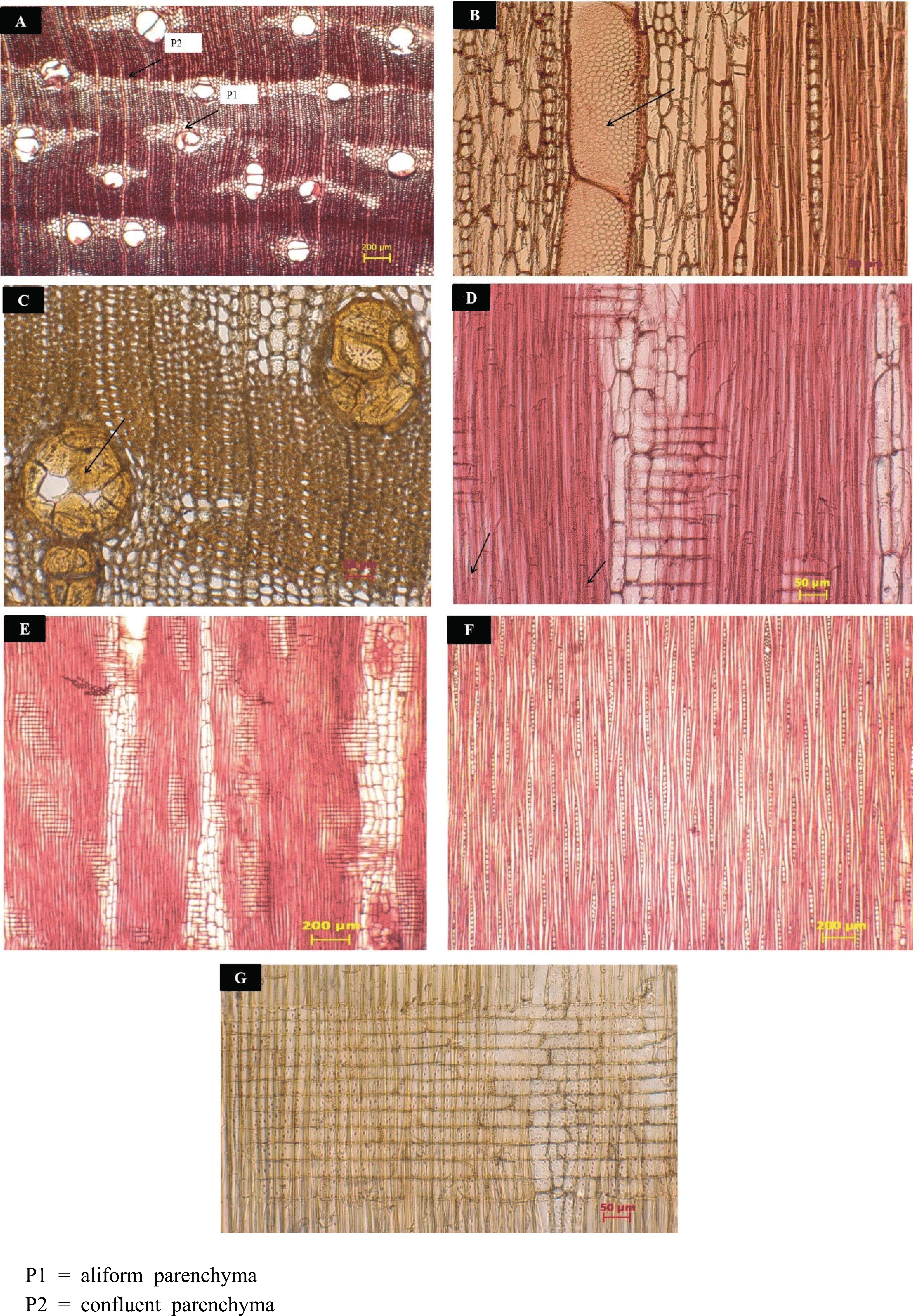 wood-47-5-617_F9