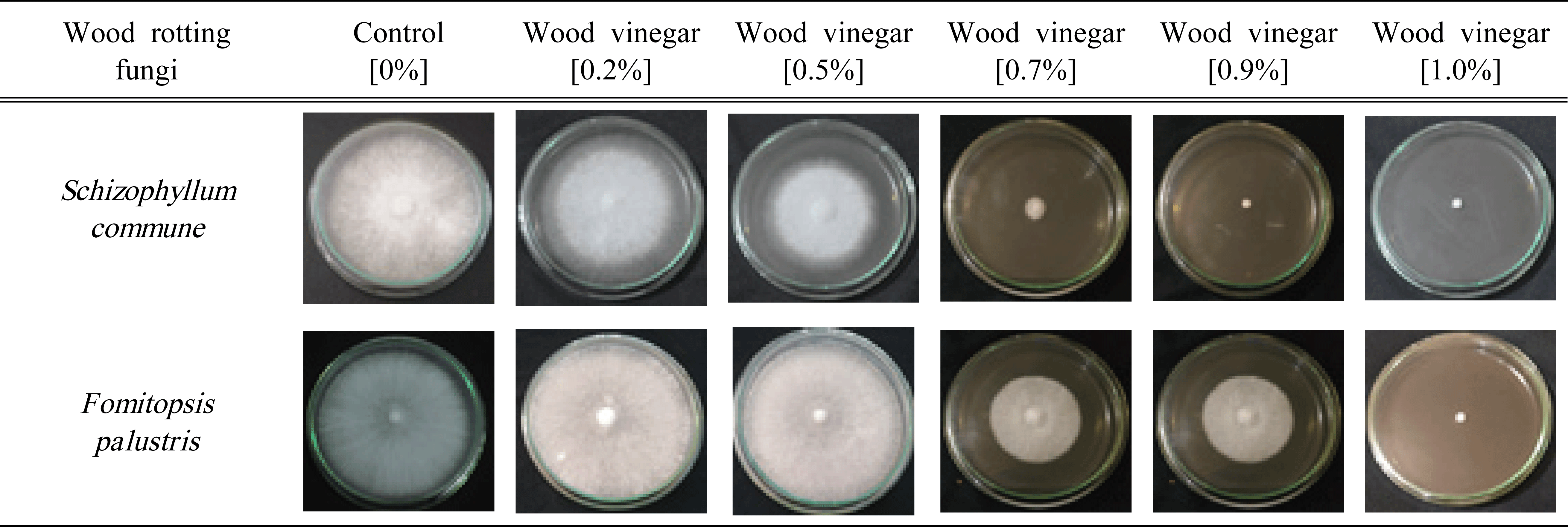 wood-48-1-107_T3