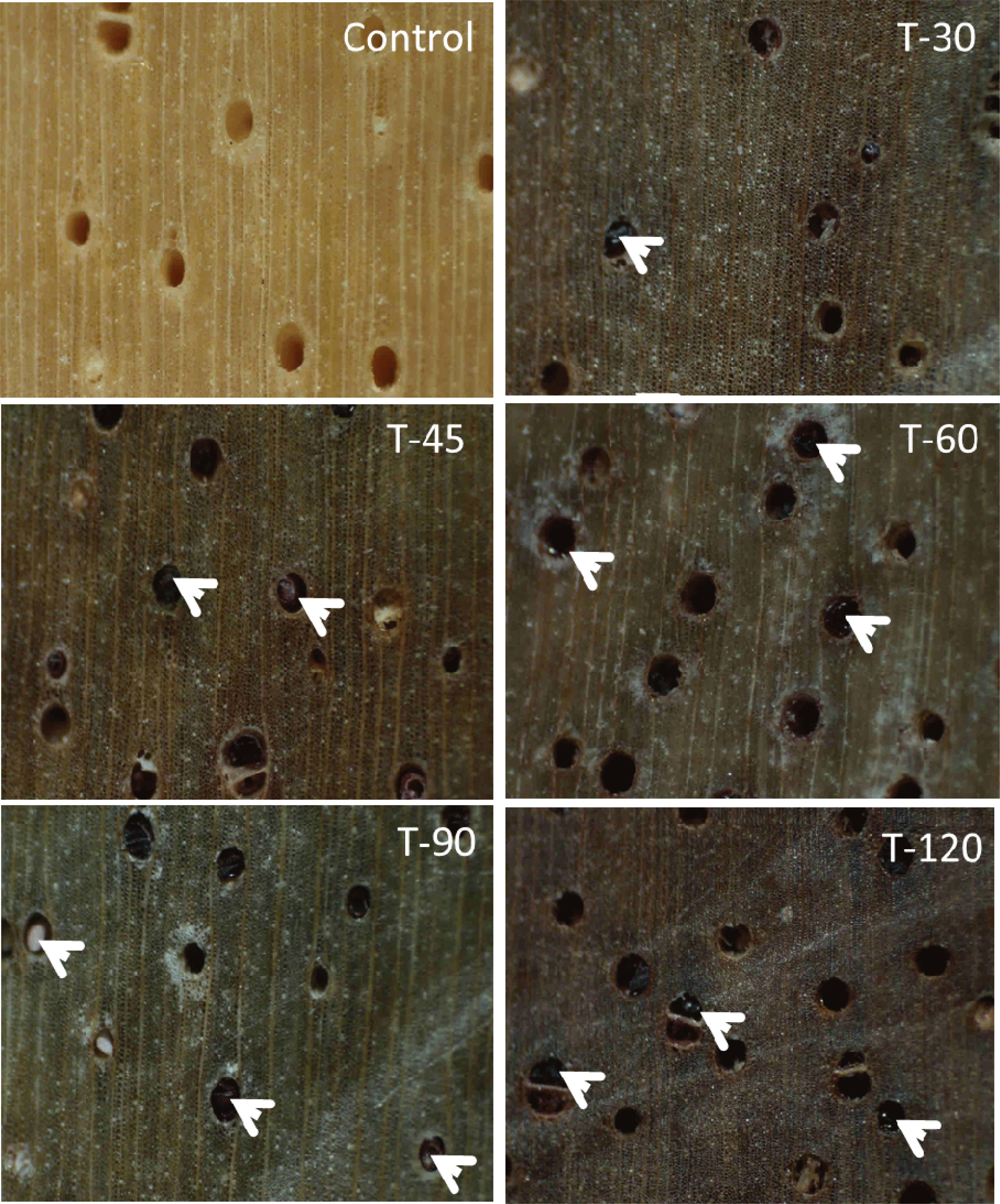 wood-48-5-722_F1