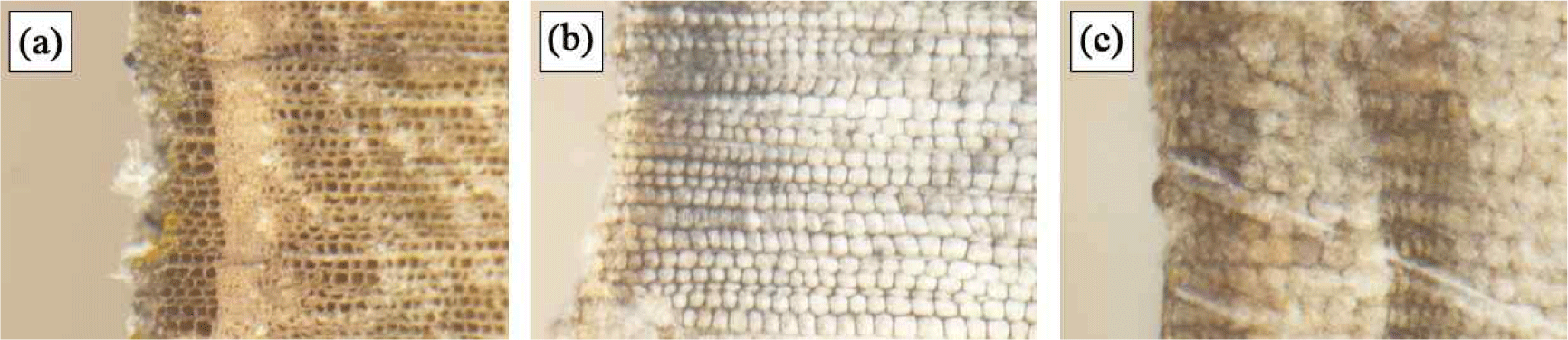 wood-53-4-441-g3